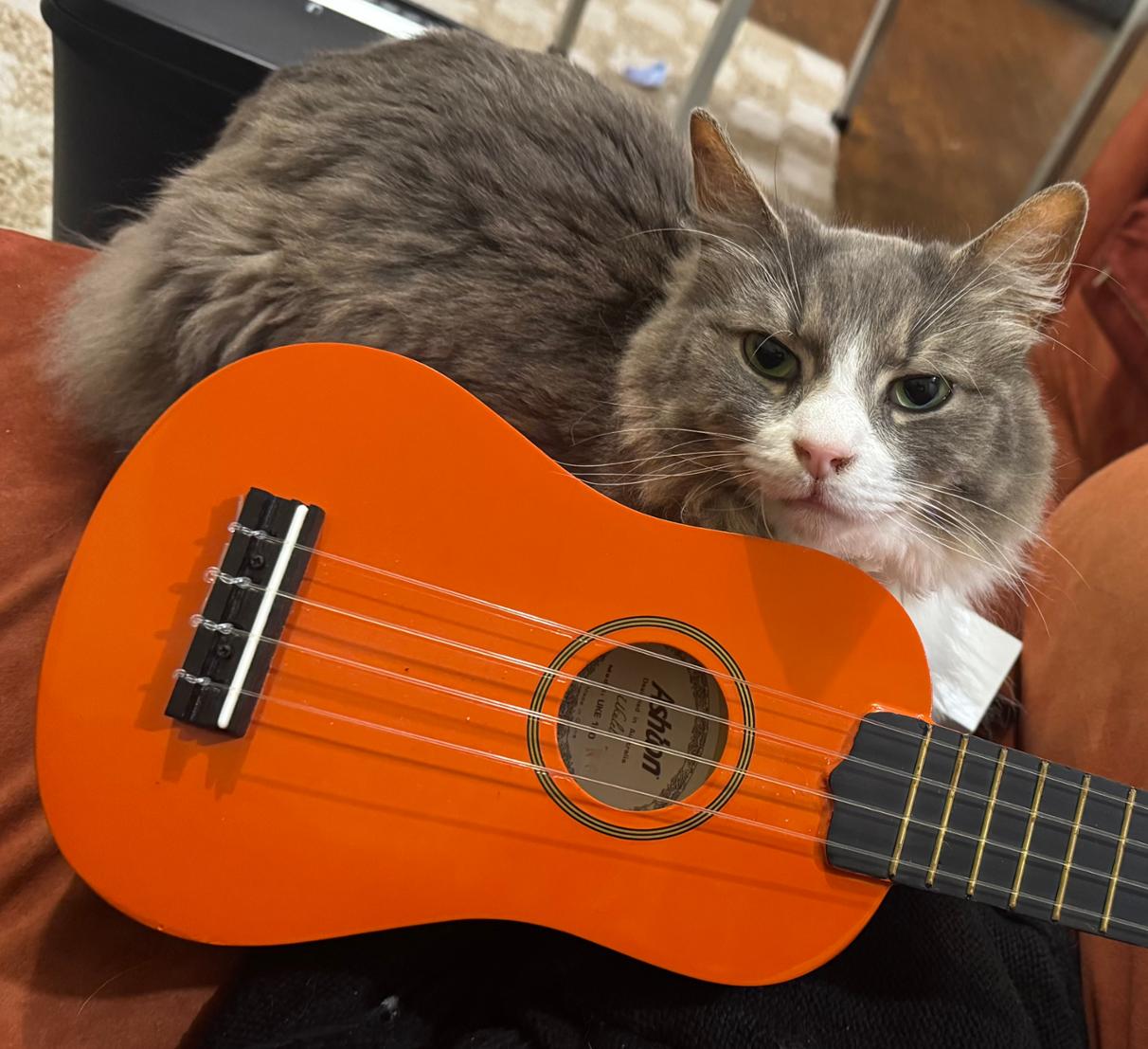 Rhythm guitarist available 